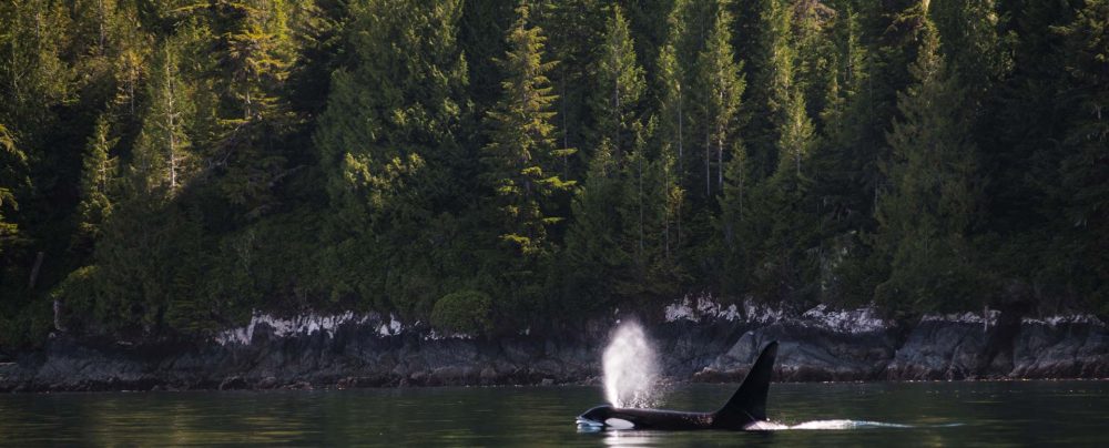 Orca Kayaking Vancouver Island - Spirit Of The West Adventures