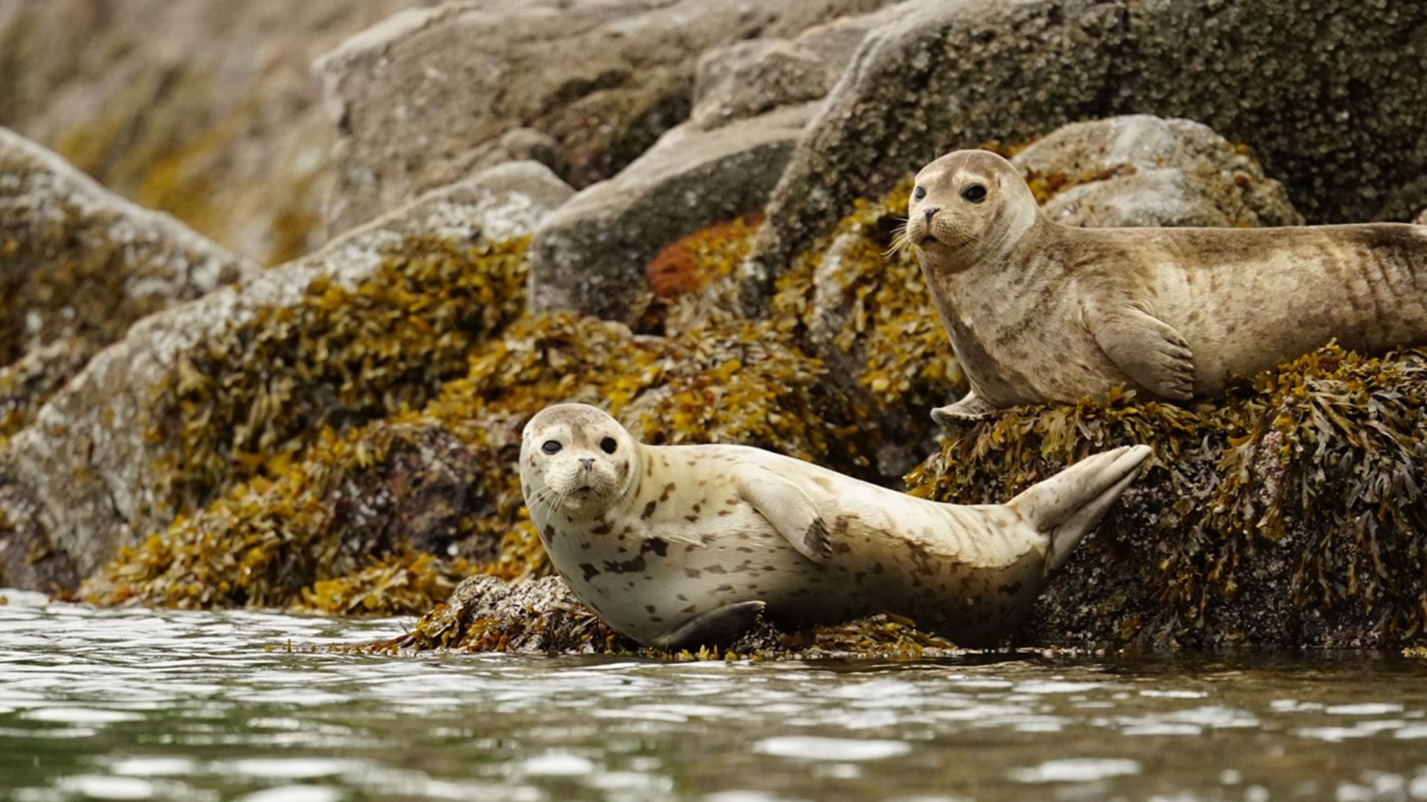 Sea Wolves Of Coastal BC Spirit Of The West Adventures