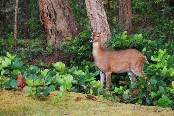 A deer in a salal bush in Coastal BC