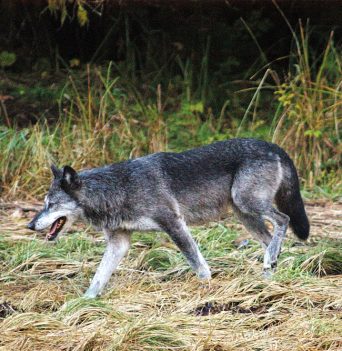 Kayaking Tours in Great Bear Rainforest BC | Spirit of the West