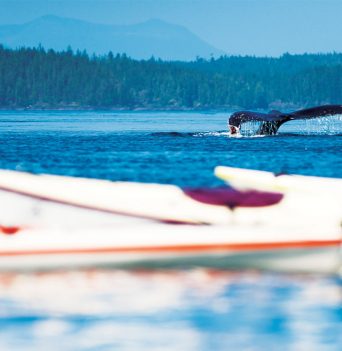 Humpback whale tail behind sea kayaks