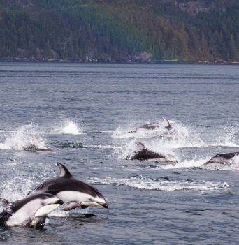 Whale Watching Kayak Expedition | Spirit of the West Adventures