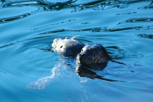 Two seals in Johnstone Strait