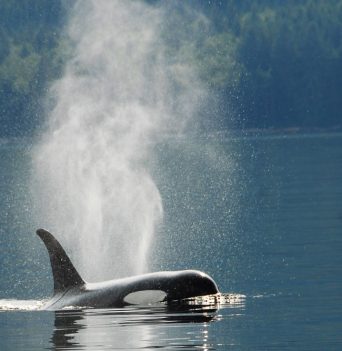 Orca Kayaking Vancouver Island | Spirit of the West Adventures