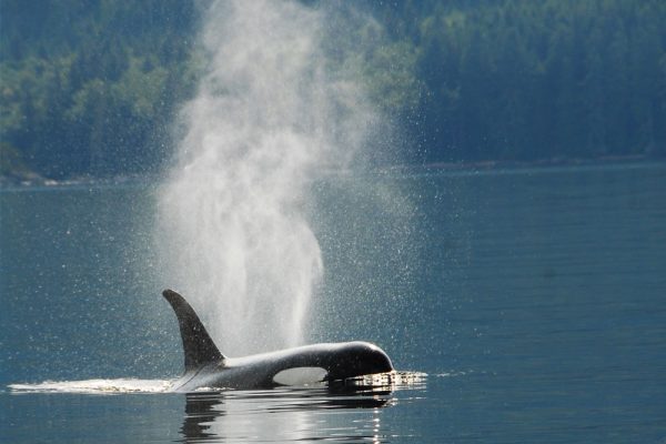 blackfish sound orca kayaking Canada