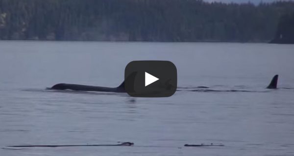 guest-video-Dolphins Playing with Orcas Johnstone Straight BC