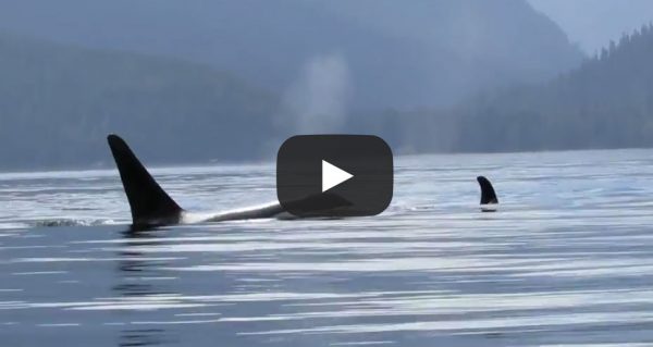 guest-video-Group of orca in front of the kayak in Johnstone Strait