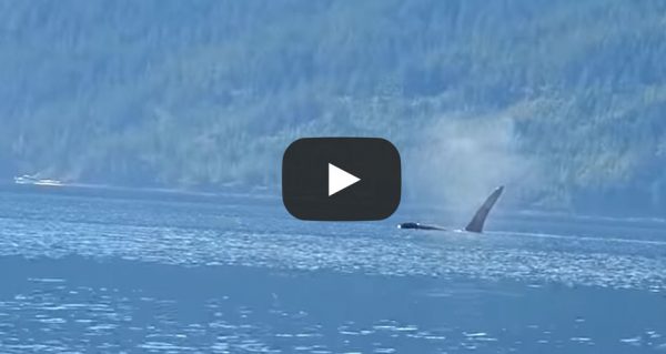 guest-video-Johnstone Strait Orca Watching