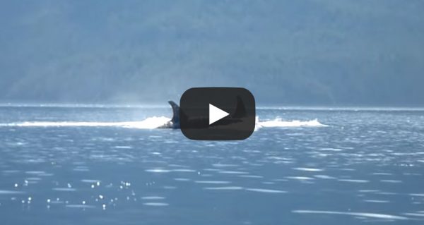 guest-video-Orcas Passing Robson Bight Ecological Reserve