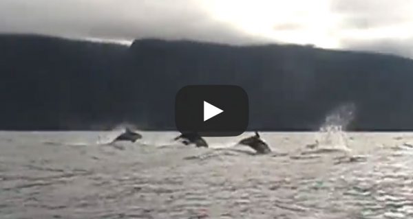 guest-video-White sided Dolphins - British Columbia