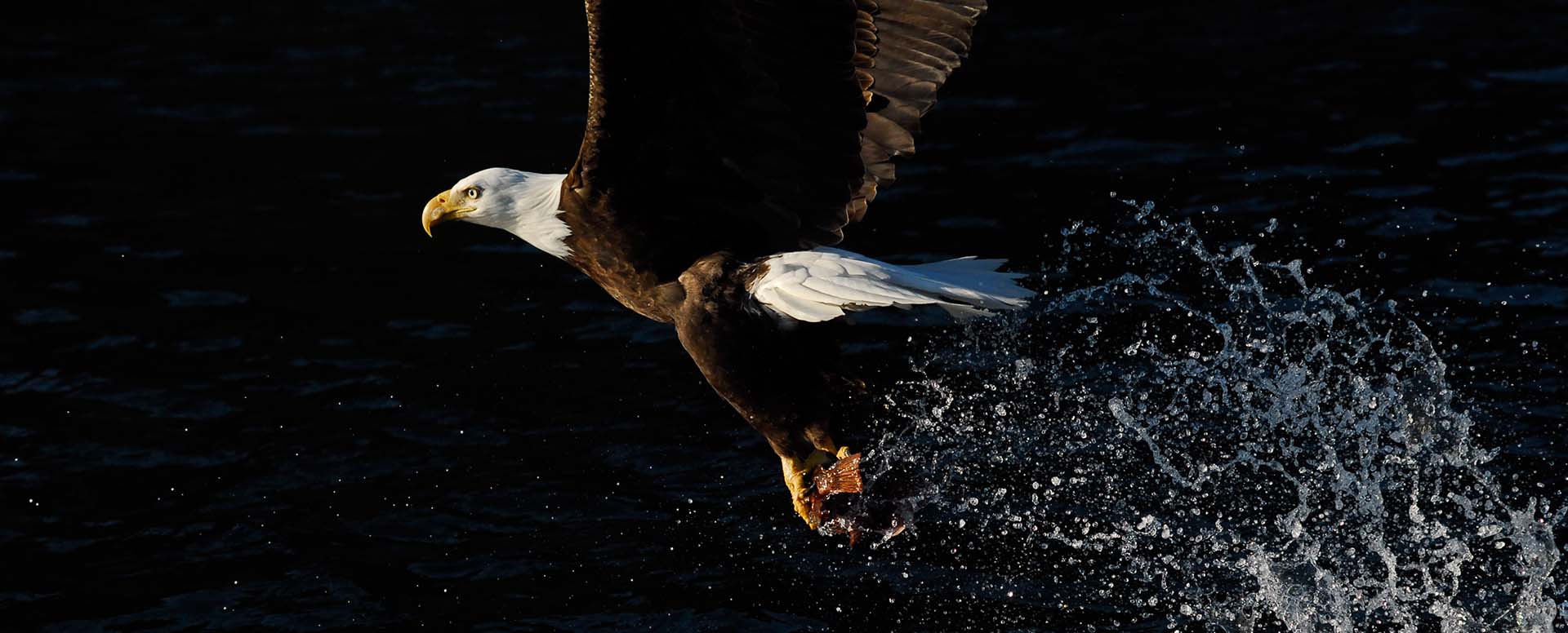 bald eagle vancouver island