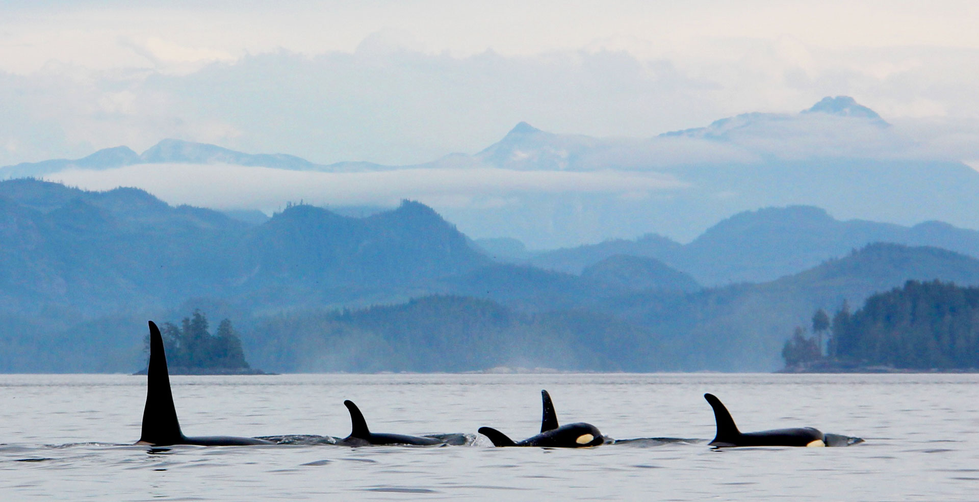 Kayaking Tours & Whale Watching Vancouver Island BC | Spirit Of The West