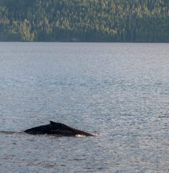 Kayaking With Killer Whales in BC | Spirit of the West Adventures