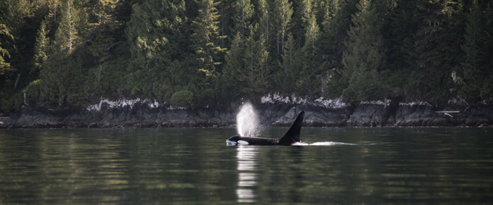 Orca whale breaching blackfish sound