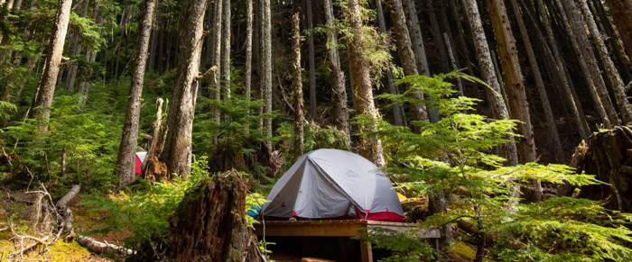 Tent nestled amongst towering fir trees