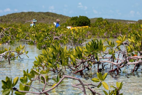 A mangrove forest in the Bahamas