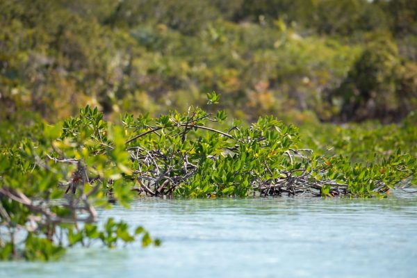 Mangrove forest in crystal blue water in the Bahamas