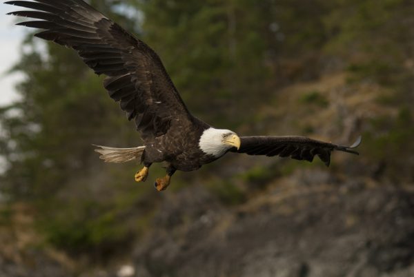 An eagle flying in Coastal BC